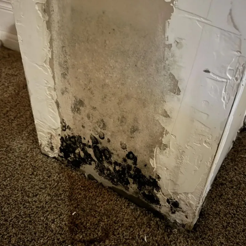 Professional Mold Removal in Colfax County, NM